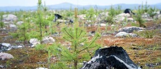 Såren efter skogsbranden läks