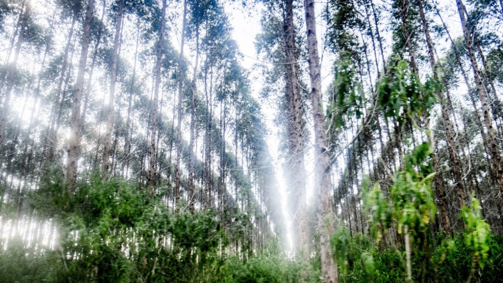 Eukalyptusträd planteras ofta i helt räta rader när länderna ska uppfylla sina klimatlöften. Bilden är från nordöstra Brasilien. Eukalyptusträden är från Australien.