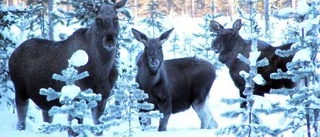 Han står på älgarnas sida