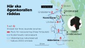 De försöker rädda Sveriges sista korallrev