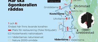 De försöker rädda Sveriges sista korallrev