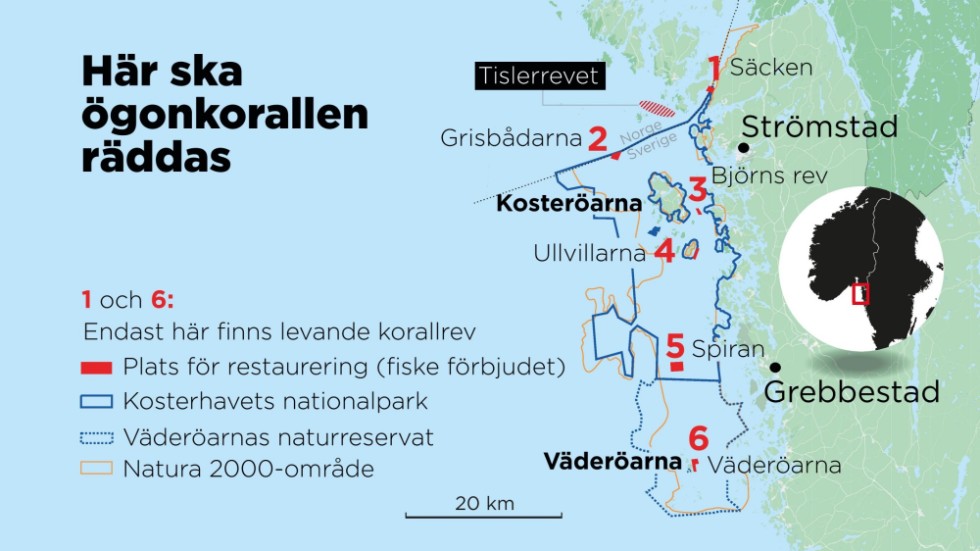 I dag finns det bara levande korallrev kvar på två platser i svenska vatten: Väderöarna och Säcken.