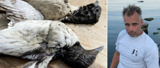 Tusentals döda fåglar längst Gotlands västkust • Så ska du agera om du ser dem • Veterinären: ”Det är det sämsta man kan göra!”