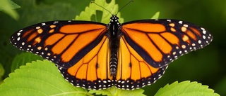 Nya hotade arter: Fjärilar och störar