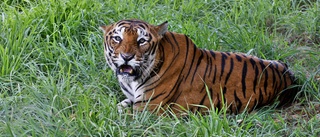 De vilda tigrarna blir fler – och färre