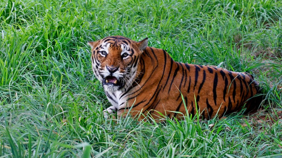 Tigrarna i Asien har ökat med 40 procent sedan 2010, men nästan hela ökningen har skett i ett enda land - Indien. Tigern på bilden är fotograferad i nationalparken Bannerghatta i delstaten Karnataka i södra Indien.
