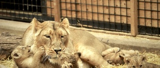 Babylyckan på Parken zoo: Fyra lejonungar har fötts