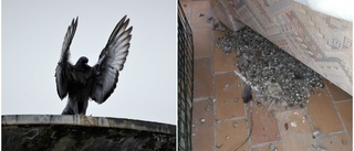 Fågelinferno på balkongen: "Besviken på EHB" • Likmaskar krälade under soffan