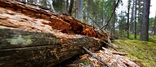Skogsstyrelsen ger stöd åt Norrköpingsföretag