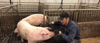 Hammarby lägger ner grisproduktionen och Ösby tar över lokalt samarbete