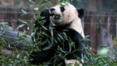 Fossilfynd visar hur pandan blev vegetarian