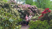 Rhododendrondalen i fin prakt 