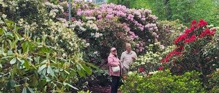 Rhododendrondalen i fin prakt 