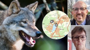 Nina och Marcus såg varg i bostadsområde i Eskilstuna: "Riktigt läskigt"