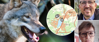 Nina och Marcus såg varg i bostadsområde i Eskilstuna: "Riktigt läskigt"