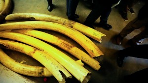 Jättebeslag av elfenben i Kongo-Kinshasa