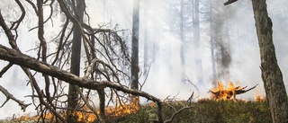 Åtgärder som kan förhindra skogsbrand