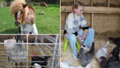 Elvira, 11, har ett 30-tal djur hemma på gården – längtar efter ännu fler • "Jag är sugen på att skaffa både grisar och getter"