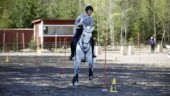 Från Italien till populär ridsport i Sverige: "Hästarna tycker det är ganska skönt"