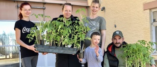 Trädgårdsland på Mälarblick ger flyktingar framtidstro – Sofia van Elmpt, 45: "Bra för dem att skingra tankarna"