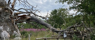 Ikoniska ekens gren gick av – nu varnar experten: "Var försiktig"
