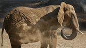 Nyfödd elefant ihjälklämd på Borås djurpark