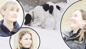 Ny hund och satsning på ungdomspoliser i Skellefteå 