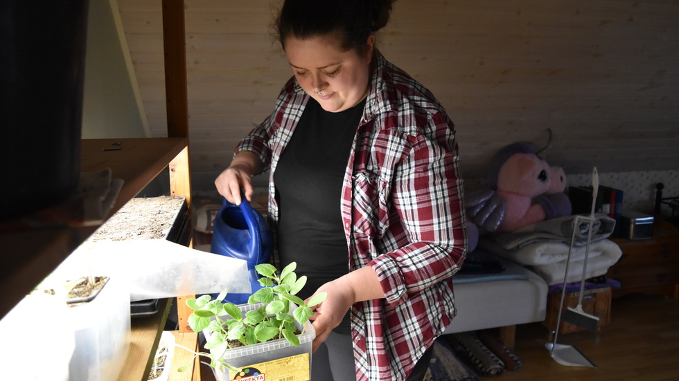 Mathilda Flood vattnar tomatplantorna. "Detta är kruktomater, så de ska stå i fönsterkarmen", säger hon. 