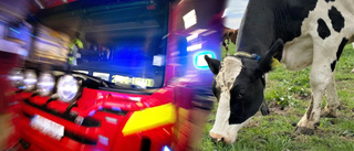 Larmet: Ko gick ner i bäck – bara huvudet stack upp