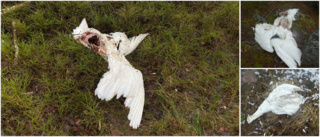 Mystisk svandöd på Femöre – fem fåglar döda på kort tid