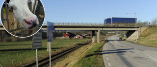 Kalv i trafiken blev sak för polisen