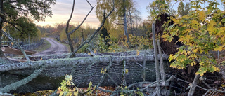 TV: Så slog helgens kraftiga oväder mot Vimmerby • Nedfallet träd blockerade vägen – annat träd rev ner elledning 