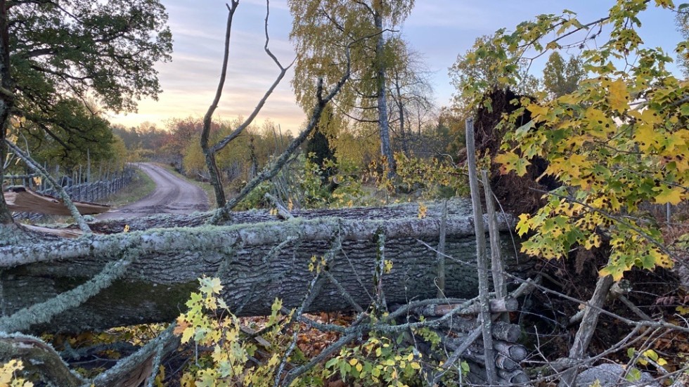 På vägen mellan Skänninge och Djursdala blockerades trafiken av en ek, som fallit i samband med ovädret på söndagen. Trädet plockades bort på måndagsförmiddagen.