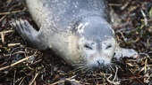Seal pup hit on E4: police issue warning