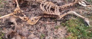 Mystisk älgdöd utanför Kiruna – Per, 55, hittade sex döda älgar på ett berg • "Varit så himla många"