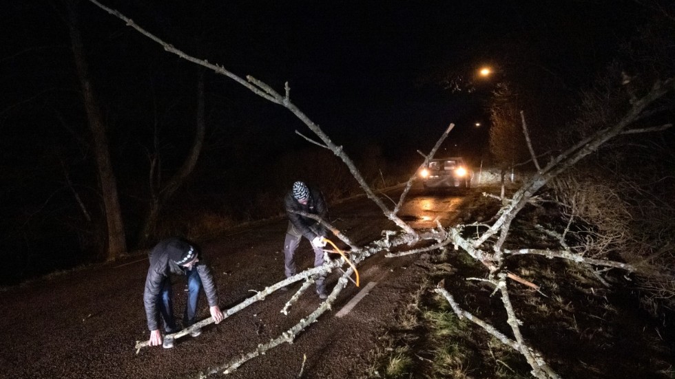 Ett stormfällt träd sågas sönder på en väg utanför Stehag i Skåne på måndagsmorgonen.
