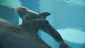 Babylycka i delfinbassängen