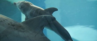 Babylycka i delfinbassängen