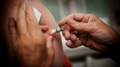Vuxna nobbas gratis TBE-vaccin – trots högriskområde: "En jättefarlig sjukdom"