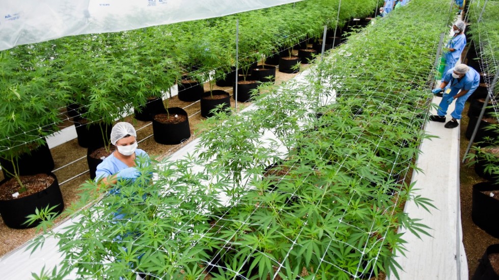 De få länder som har legaliserat cannabis behöver samarbeta för att något så när möta efterfrågan. Här en odling i Nueva Helvecia, Uruguay, med sikte på export till Kanada. Arkivbild.