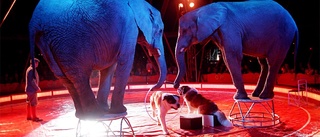 Medborgarförslag: Säg nej till att upplåta mark till cirkusar som använder sig av djur