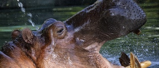 Snoriga flodhästar hade covid