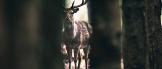 Jägare döms efter "hjärnsläpp"