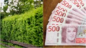 Högväxt häck står fastighetsägarna dyrt – får betala vite på tusentals kronor