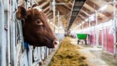 "Flera djur dog" – lantbrukare åtalas