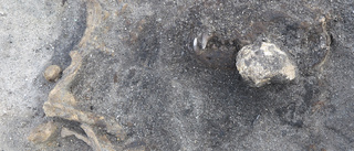 Hoprullad stenåldershund hittad begraven