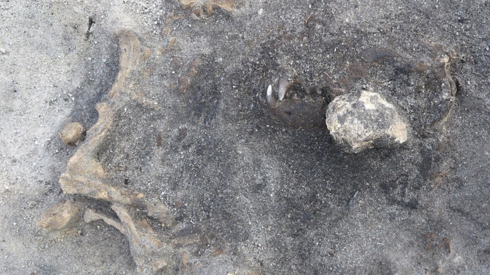 Kvarlämningarna av en 8|400 år gammal hund som hittats vid Ljungaviken i Blekinge. Hunden tros ha begravts med gravgåvor.