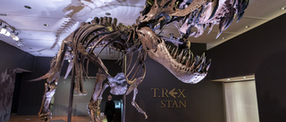 Miljonåriga T-rexen Stan till salu