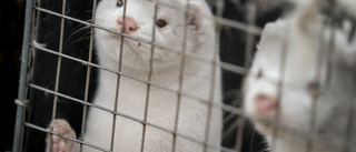 Är minkförbudet starten för ändrad djurhållning?