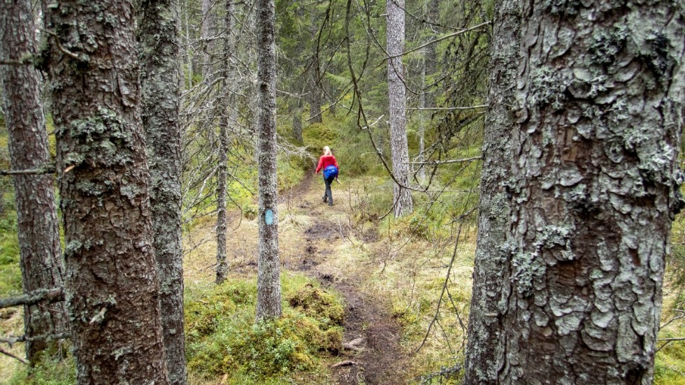 Tillgången till natur är viktig för svensken, poängterar insändarskribenten, som är kritisk till att regeringen minskar anslagen till naturvård.